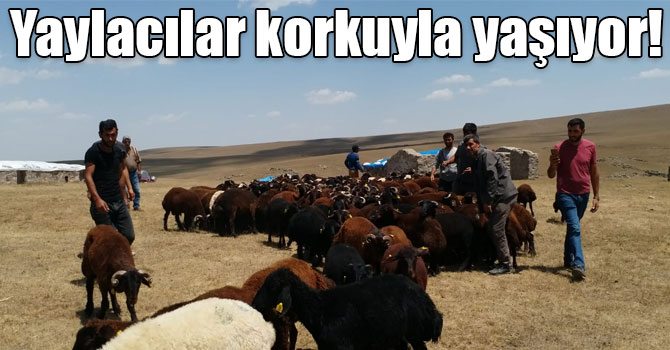 Kars’ta kuraklık ve zorlu yaşam koşulları yaylacıları da vurdu