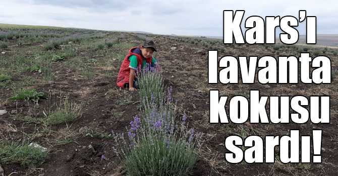 Kars’ı lavanta kokusu sardı!