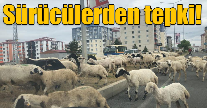 Sürücülerden koyun sürüsüne tepki!