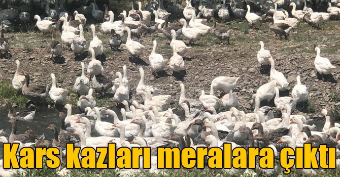 Kars kazları meralara çıktı