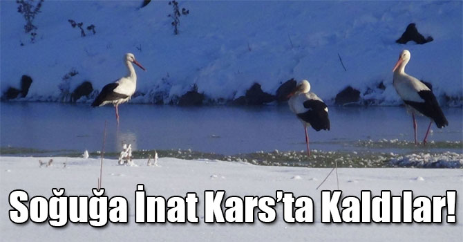 Üç Leylek Eksi 25 Derece Soğukta Kars'ta Kaldı