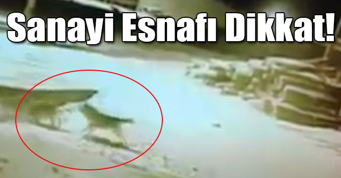 Aç Kurtlar Sanayiye İndi!