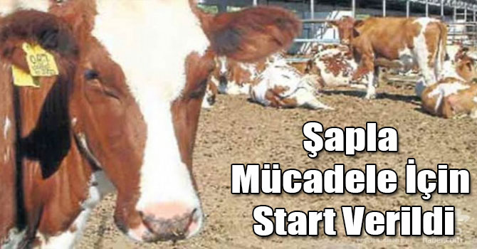 Kars'ta Şapla Mücadele İçin Start Verildi