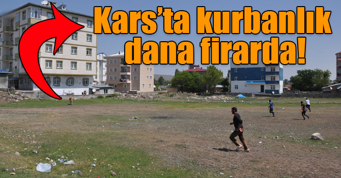 Kars’ta kurbanlık dana firarda!