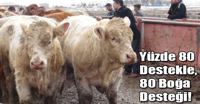 Yüzde 80 Destekle, 80 Boğa Desteği!