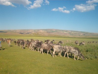 Gürcistan’a hayvan kaçırdılar!