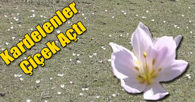 Kardelenler Çiçek Açtı