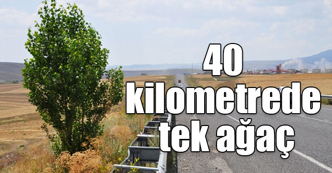 40 kilometrede tek ağaç