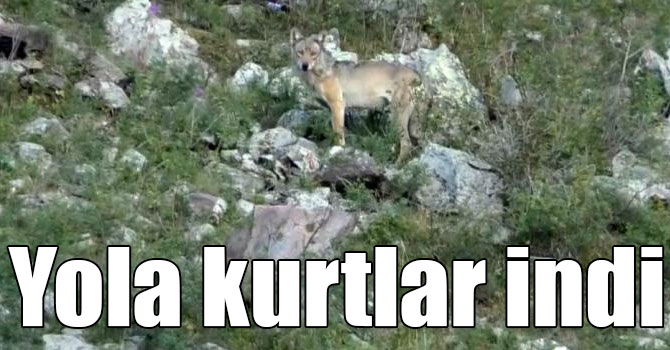 Kars-Göle yoluna kurtlar indi