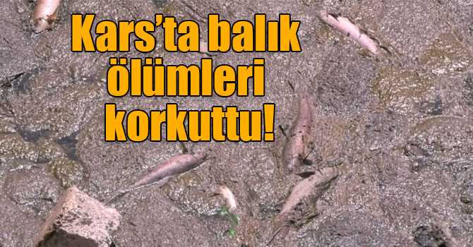 Kars’ta balık ölümleri korkuttu!