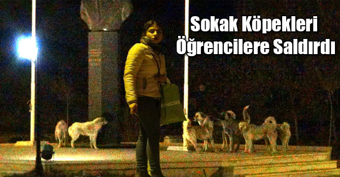 Sokak Köpekleri Öğrencilere Saldırdı