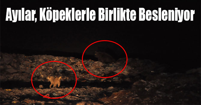 Ayılar, Köpeklerle Birlikte Besleniyor