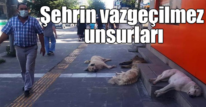 Sokak köpekleri şehir hayatının vazgeçilmez unsurları