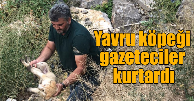 Kars Çayı’nda mahsur kalan yavru köpeği gazeteciler kurtardı