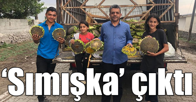 Kars’ta sonbaharı habercisi sımışka (Ayçiçeği) çıktı