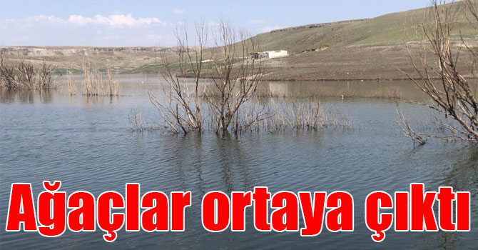 Baraj suyu çekildi, ağaçlar ortaya çıktı