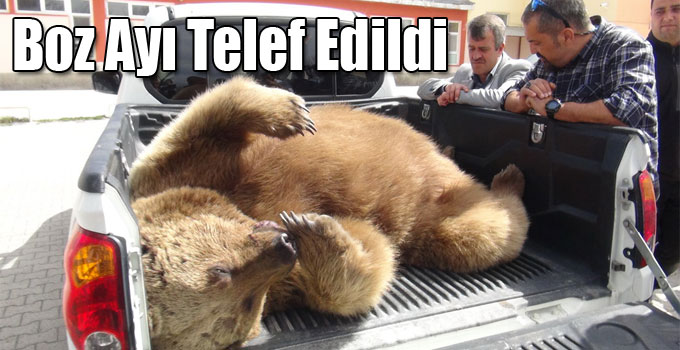 Sarıkamış’ta Boz Ayı Telef Edildi