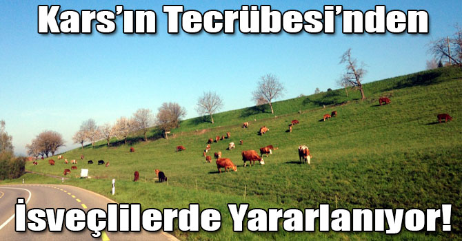 Karslı Peynir Üreticileri, İsviçre’deki Peynirciliği İnceledi