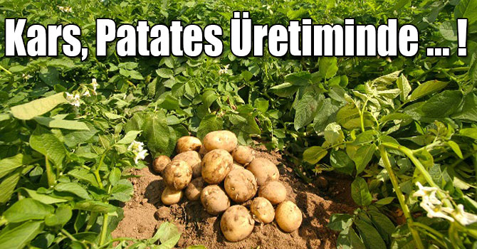 Kars, Patates Üretiminde 12'nci Sırada!