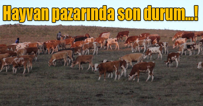 Kars hayvan pazarında son durum…!