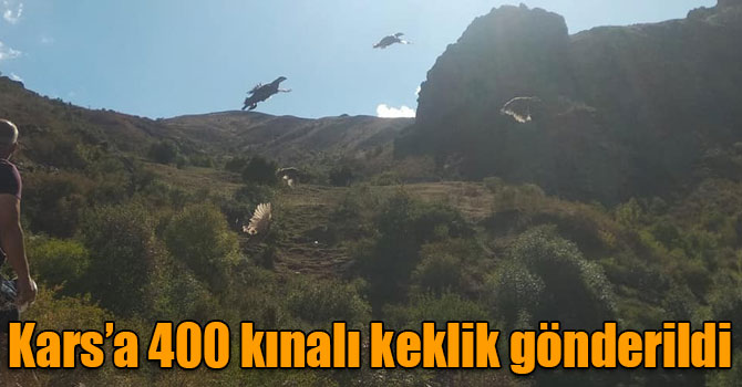 DKMP Genel Müdürlüğü’nce Kars’a 400 kınalı keklik gönderildi