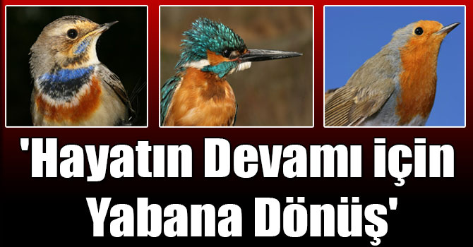 'Hayatın Devamı İçin Yabana Dönüş'