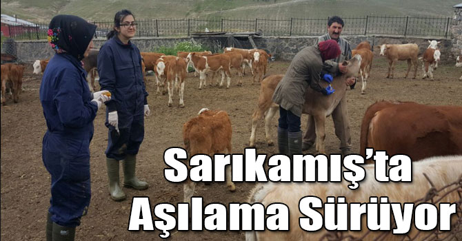 Sarıkamış’ta Aşılama Sürüyor