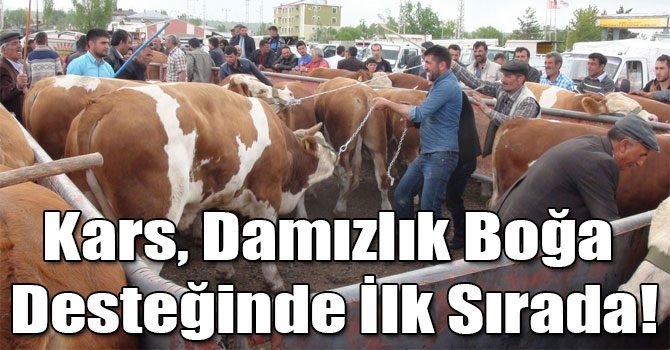 Kars, Damızlık Boğa Desteğinde İlk Sırada!