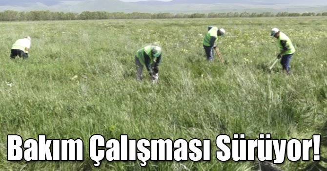 Kars Orman İşletme Müdürlüğü’nden Ağaç Bakım Çalışması