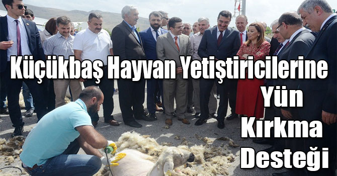 Küçükbaş Hayvan Yetiştiricilerine Yün Kırkma Desteği