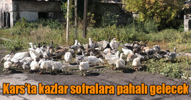 Kars’ta kazlar sofralara pahalı gelecek