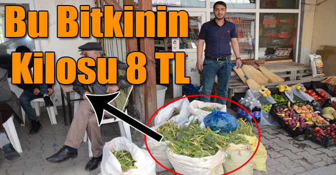 Bu Bitkinin Kilosu 8 TL