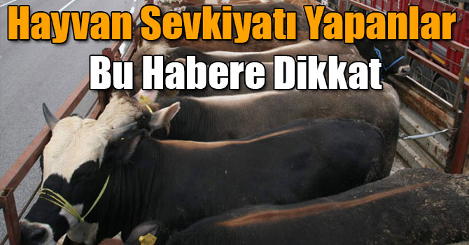 Hayvan Sevkiyatı Yapanlar Bu Habere Dikkat