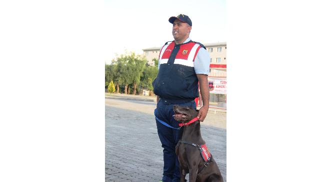 Jandarmanın Eğitimli Köpekleri Ayakta Alkışlandı