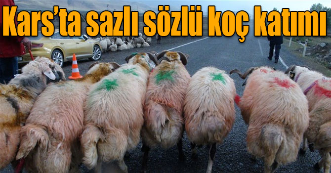 Kars’ta sazlı sözlü koç katımı