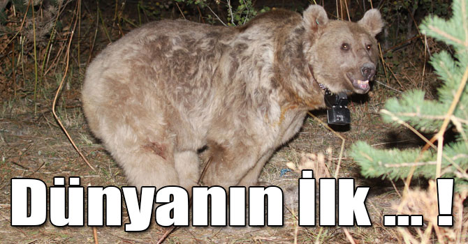 Dünyanın İlk Göç Eden Boz Ayıları Sarıkamış’ta Keşfedildi