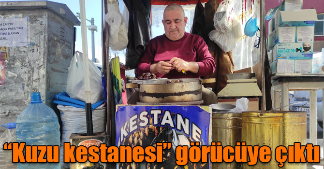 Kars’ta “kuzu kestanesi” görücüye çıktı