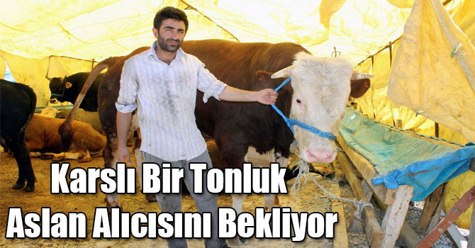 Karslı Bir Tonluk Aslan Alıcısını Bekliyor