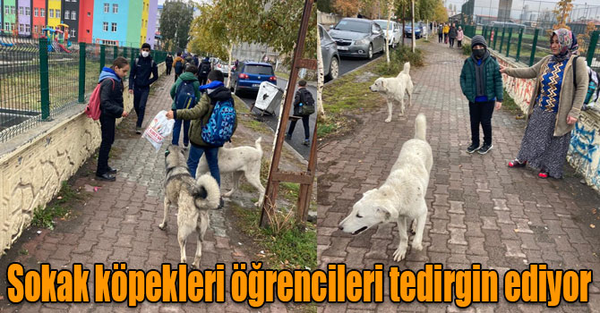 Kars’ta sokak köpekleri öğrencileri tedirgin ediyor