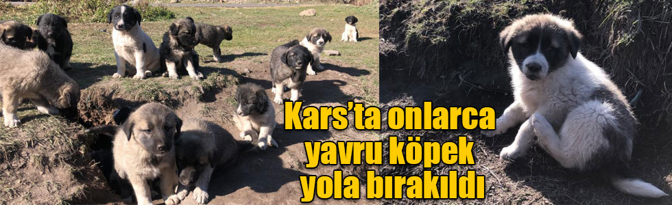 Kars’ta onlarca yavru köpek yola bırakıldı