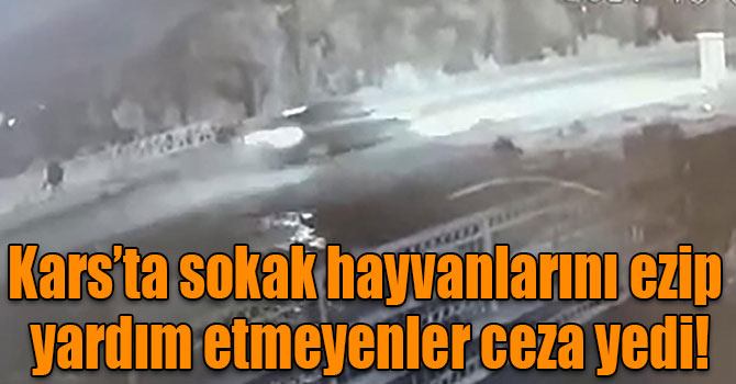 Kars’ta sokak hayvanlarını ezip yardım etmeyenler ceza yedi!