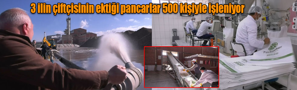 3 ilin çiftçisinin ektiği pancarlar 500 kişiyle işleniyor