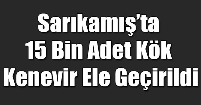 Sarıkamış’ta 15 Bin Adet Kök Kenevir Ele Geçirildi