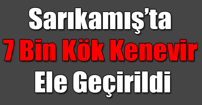 Sarıkamış’ta 7 Bin Kök Kenevir Ele Geçirildi