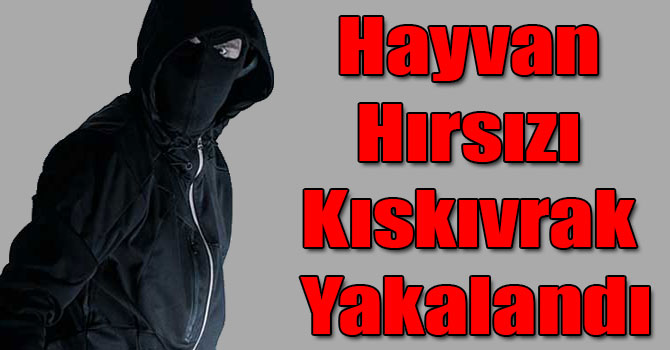 Sarıkamış'ta Hayvan Hırsızı Kıskıvrak Yakalandı