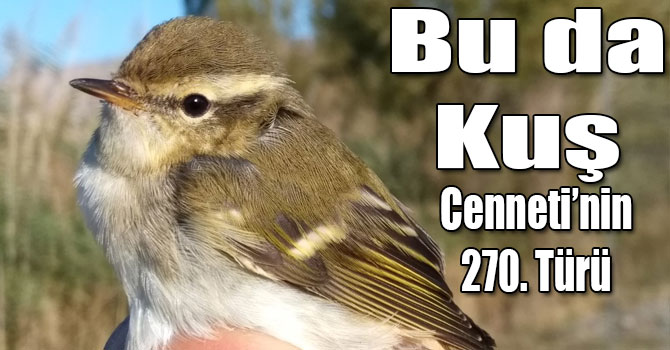 Kuş Cenneti’nin 270. Türü Bulundu!