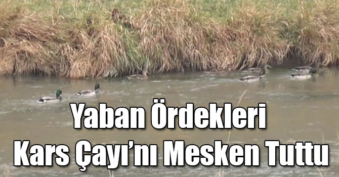 Yaban Ördekleri Kars Çayı’nı Mesken Tuttu