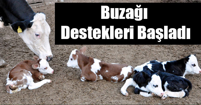Buzağı Destekleri Başladı