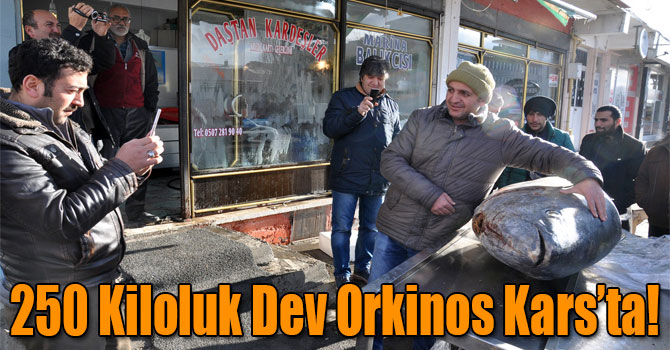 Kars’ta 250 Kiloluk Dev Orkinos İlgi Odağı Oldu