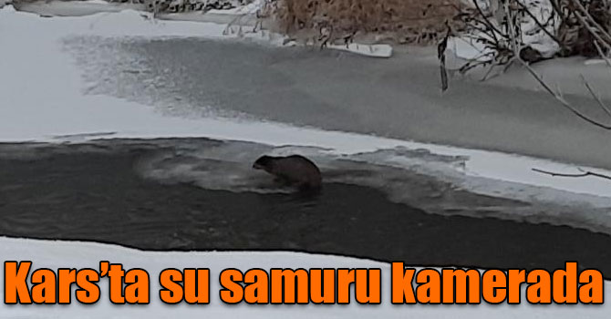 Kars’ta su samuru kamerada